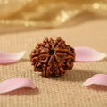 7 Mukhi Nepali Rudraksha Bead With Lab Tested Certificate